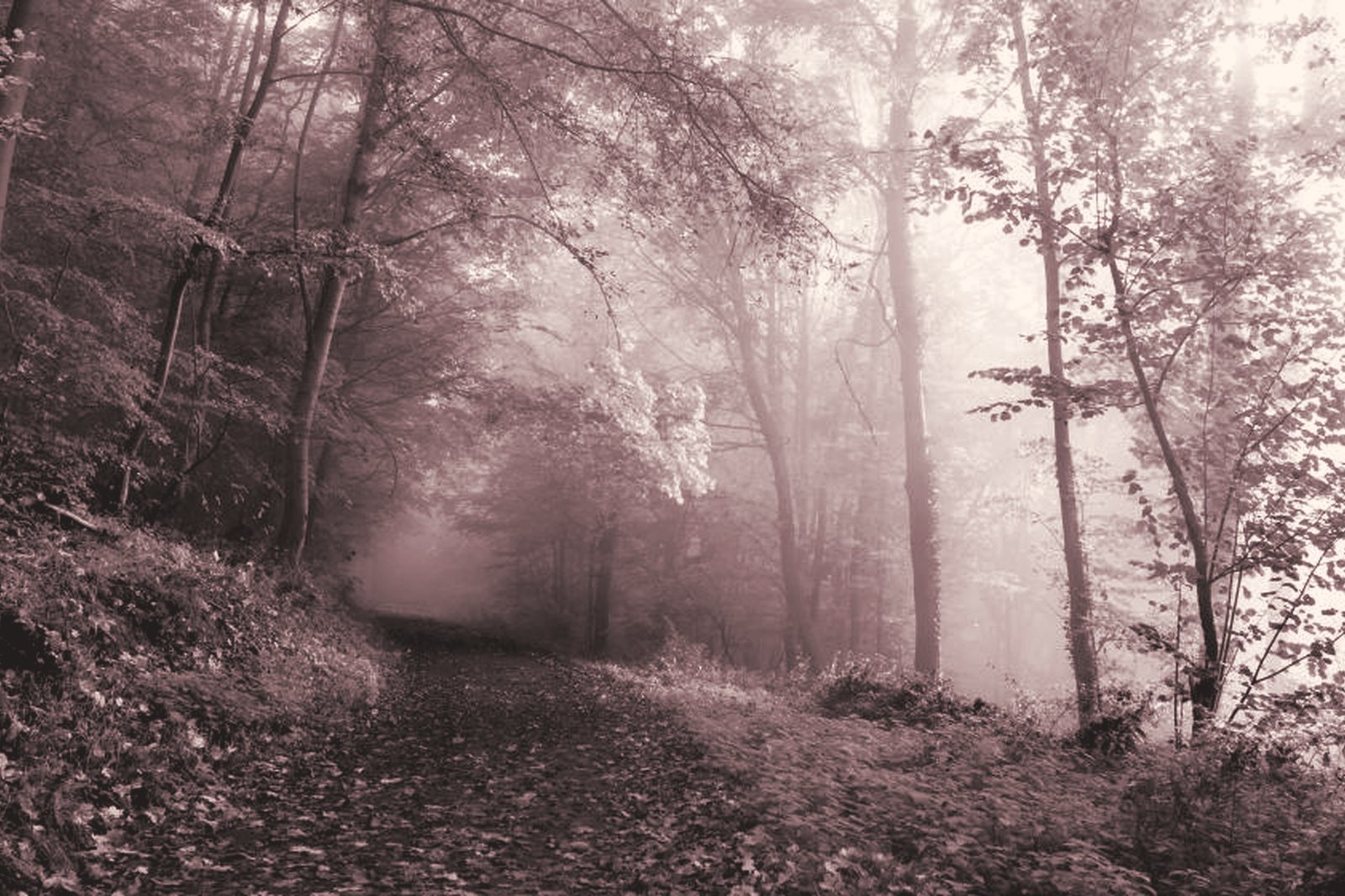 A path through a misty autumn wood